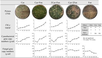 Co-inoculation of fungi and desert cyanobacteria facilitates biological soil crust formation and soil fertility